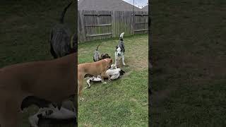 Video preview image #1 Anatolian Shepherd-Unknown Mix Puppy For Sale in The Woodlands, TX, USA