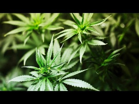 Cannabis vs. Marijuana | Marijuana