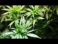 Cannabis vs. Marijuana | Marijuana 