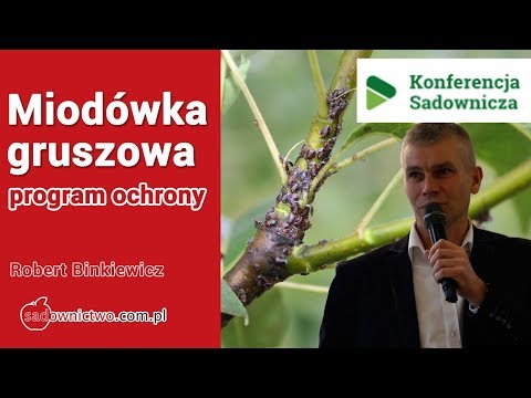 Miodówka gruszowa - program ochrony - Robert Binkiewicz - Konferencja Sadownicza Agrosimex 2020