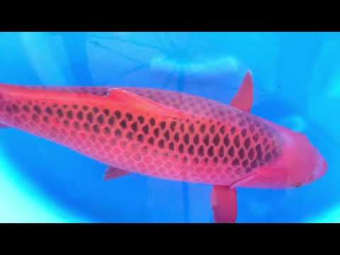 JKS 025 4sai Female Aka Matsuba 72 cm