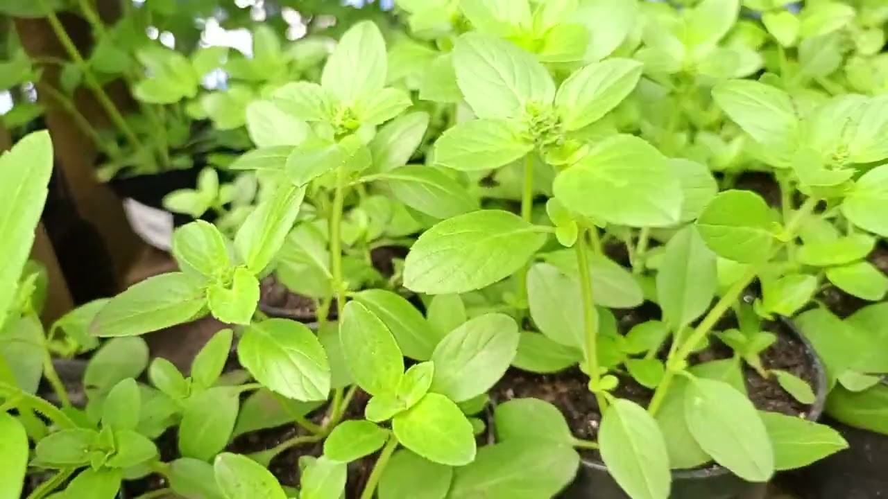 Fui ao Garden e mostrei os valores das mudas para plantio rápido.🤗😁🌺🎉🎉🎉🎉🎉