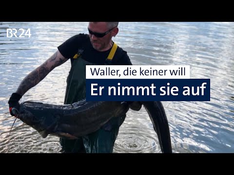 Ein Weiher für die Waller | Abendschau | BR24