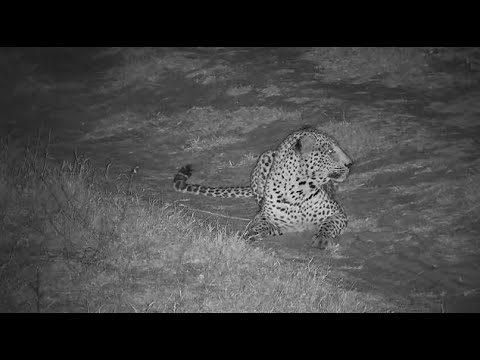 Djuma: Leopard-Molwati male quietly by cam in the road - 21:15 - 08/30/2022