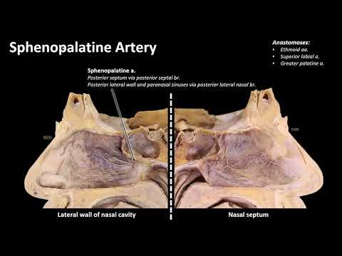 Maxillary Artery