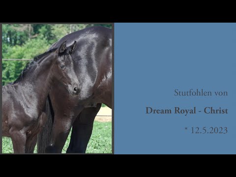 Stutfohlen von Dream Royal - Christ - Landadel