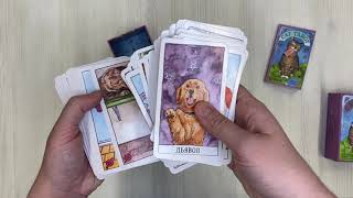 Видео о книге Cat Tarot. Таро Котиков