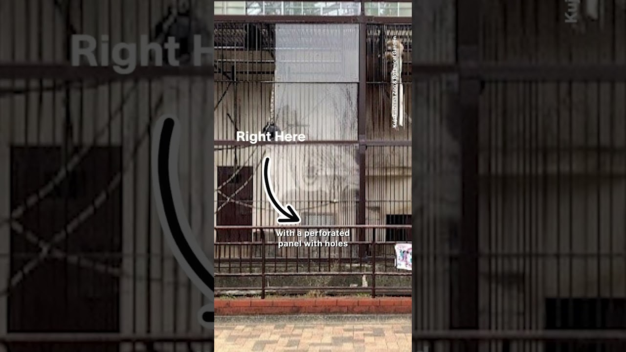 Zookeepers Have Solved the Mystery of How a Gibbon Got Pregnant by Herself #Shorts