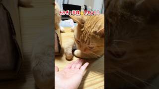 it's a cat.猫だらけ。幸せはすぐそこにあるんだ。#cat #ねこのいる生活 #猫のいる暮らし #茶トラ#多頭飼い