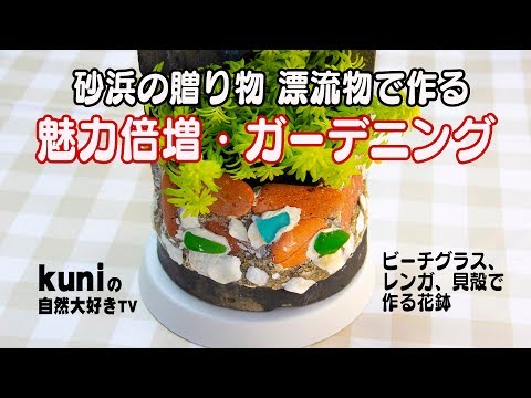 ビーチグラス 植物