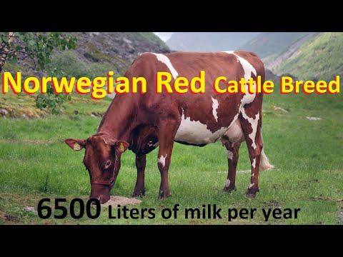 , title : 'Best Cattle Breed For Milk Production In The World | Norwegian Red Cattle Breed |'