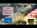 SEA UNDERWATER ANIMALS FISH Seagull Seagull And Amezing Video