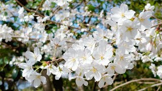 【お花見】東京都庭園美術館 桜 2024年4月2日