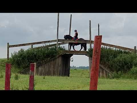 Stal Okkema's Erwin - Nane x Dries - stallion - 2017 - what a character this friesian horse have!