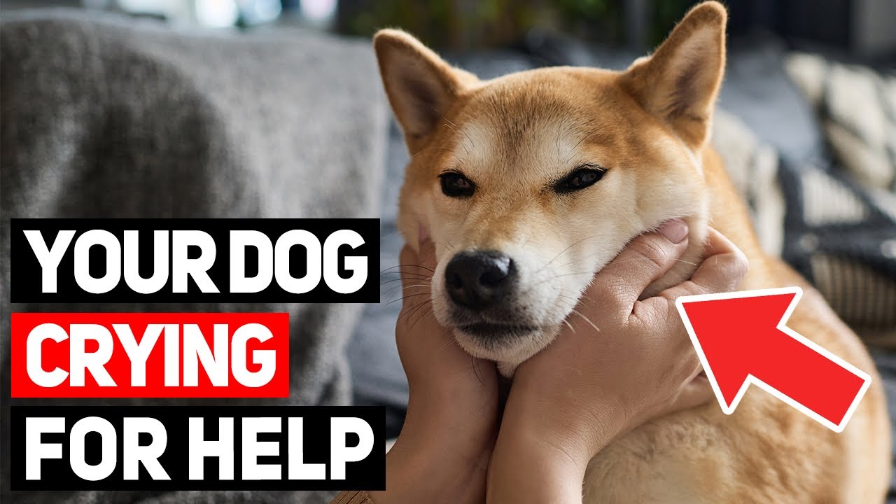 10 Warning Signs Your Dog Is Crying for Help