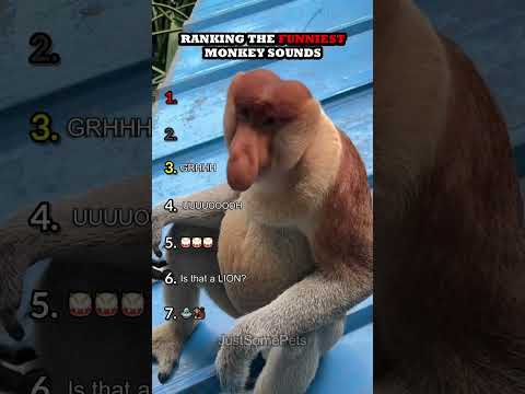 Ranking The Funniest Monkey Sounds Part 2