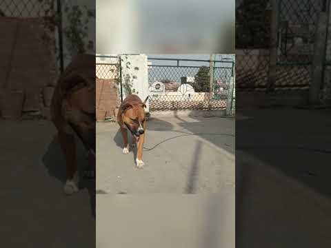 #nikuroy #shorts #dog #pitbull