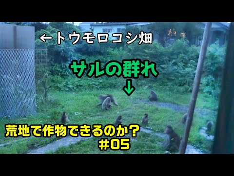 園芸 猿の絶望