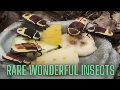 Rare, Wonderful and Unique Insects at San Francisco Zoo | Hermit Crab, Tarantula, Scorpion and more