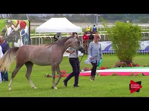 N.20 RUANDA - 2017 Italian Nationals - 2 Years Old Fillies (Class 2)