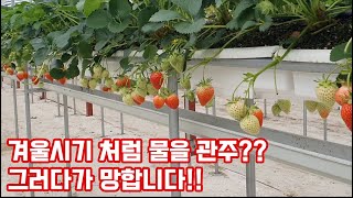 딸기 잘 키우는 방법 물을 많이 주세요!! 봄철 관주하는 방법은? …