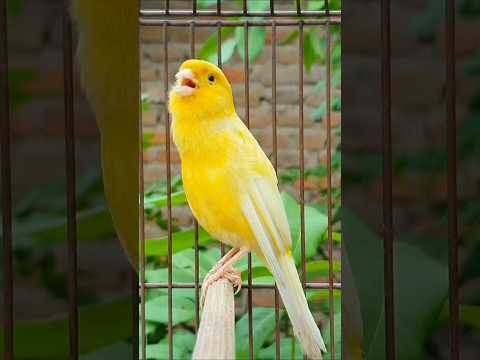 bird sound #bird #canary #animal #canarysinging #birds #birdsounds #birdsinging #animals #canarysong