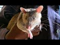 HeroRATs Against Wildlife Trafficking