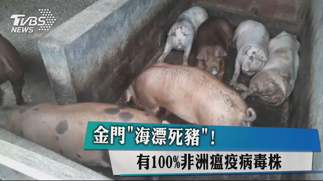金門「海漂死豬」! 有100%非洲瘟疫病毒株