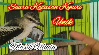 Download lagu Suara burung kapasan kemiri mp3