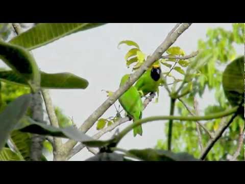 Zelenáčik zlatočelý (Chloropsis aurifrons) — starostlivosť, voliéra a kŕmenie
