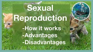 sexual reproduction (How it works, Advantages, Disadvantages)