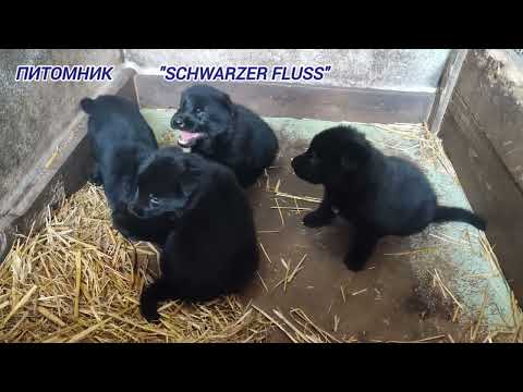 Щенки немецкой овчарки, возраст 25 дней. Питомник Schwarzer Fluss. Рабочая линия. Puppy shepherd dog