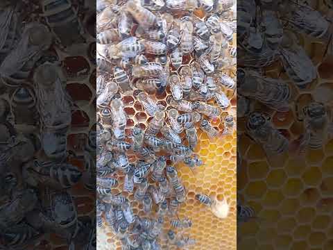 Kovanlarımızı ve organik arıcılık sürecimizi yakından tanıtan YouTube Shorts videomuz yayında! 🎥
