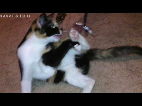 Новогодняя кошка)))