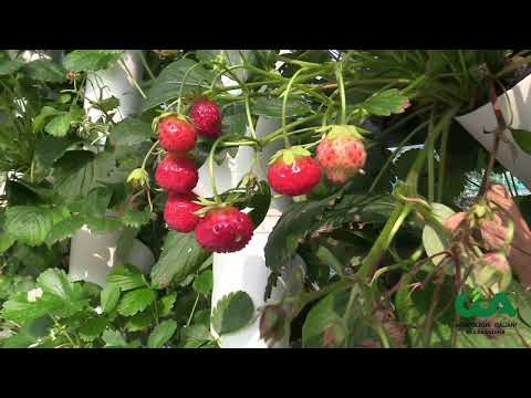 Idroponica: coltivare senza terra