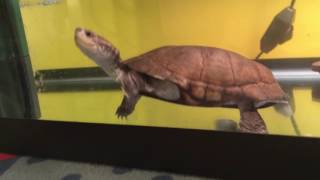African side neck turtle care