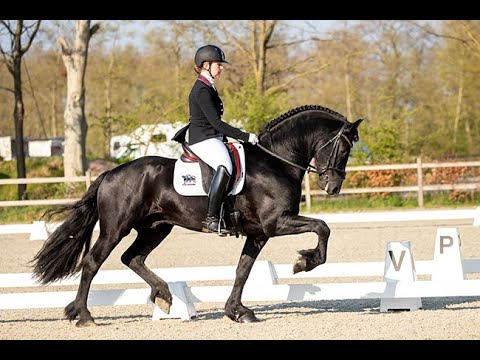 Stal Okkema's Eelke - Eise x Dries - Star Stallion - 2017 - 1.65m