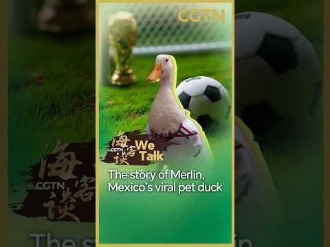 We Talk: The story of Merlin, Mexico's viral pet duck