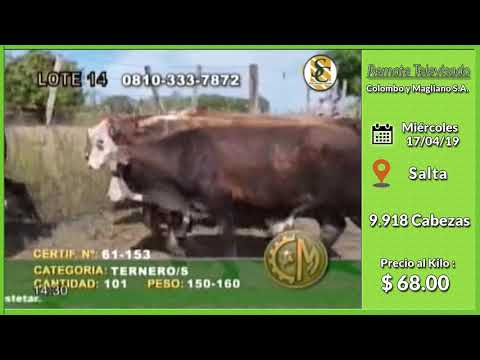17-04-19 - Venta de Machos - Remate Televisado de Colombo y Magliano S.A. - Salta