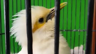 Download lagu JALAK PUTIH ENAK BANGET SUARANYA mp3