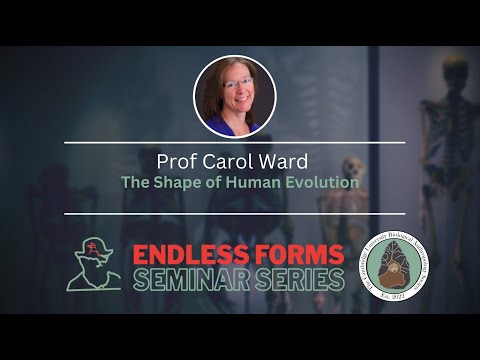 The Shape of Human Evolution