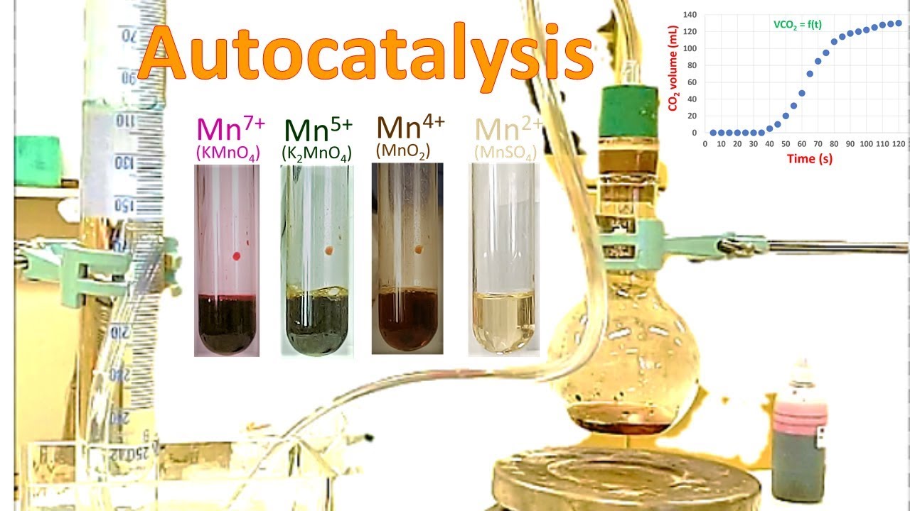 Autocatalysis reaction (hands-on)