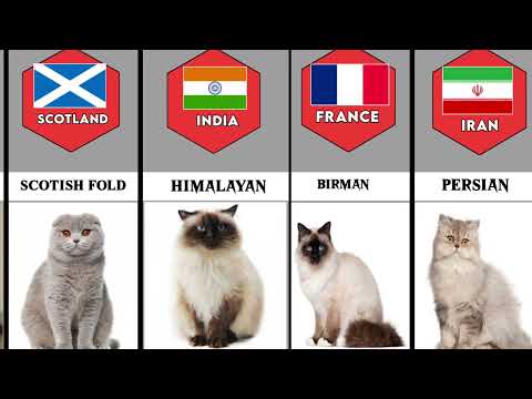 Cat from different countries part1 | Persian cat