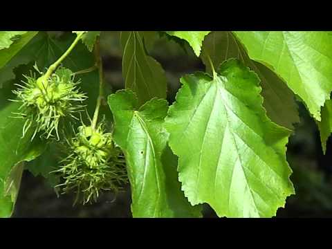Corylus colurna