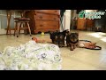 Yorkshire Terrier dogs for sale: Rocky - Video 1