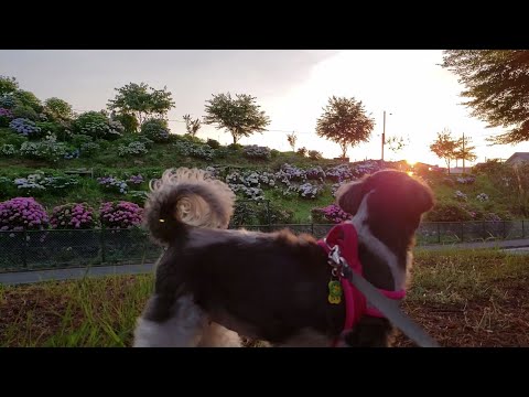 【水分補給】シュプレモ ドライウェットセット 超小型犬 成犬用