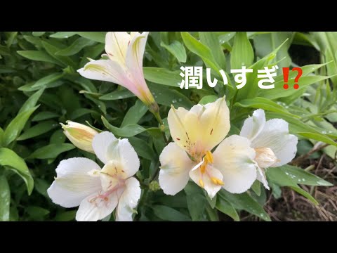 クロウメモドキの家族