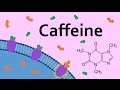 Caffeine And Adenosine Receptors