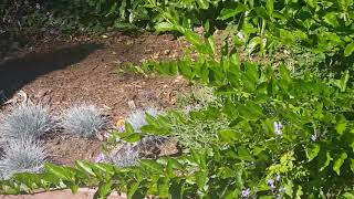 How to Create a Heavenly Butterfly Garden