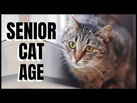 Senior Cat Age